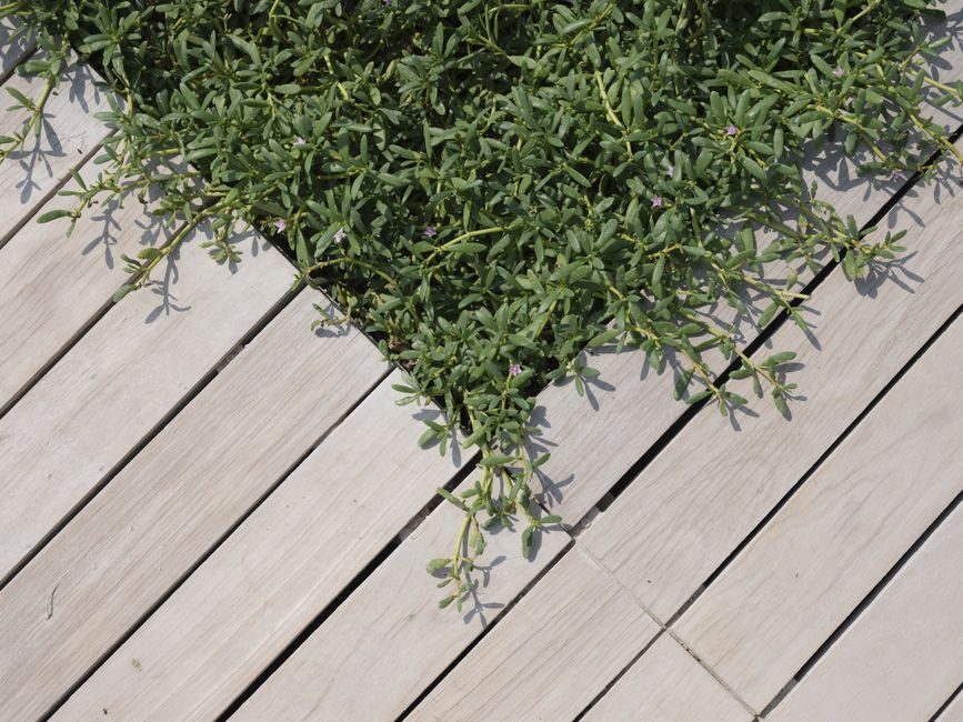 Lames d'une terrasse en bois grisées par le temps